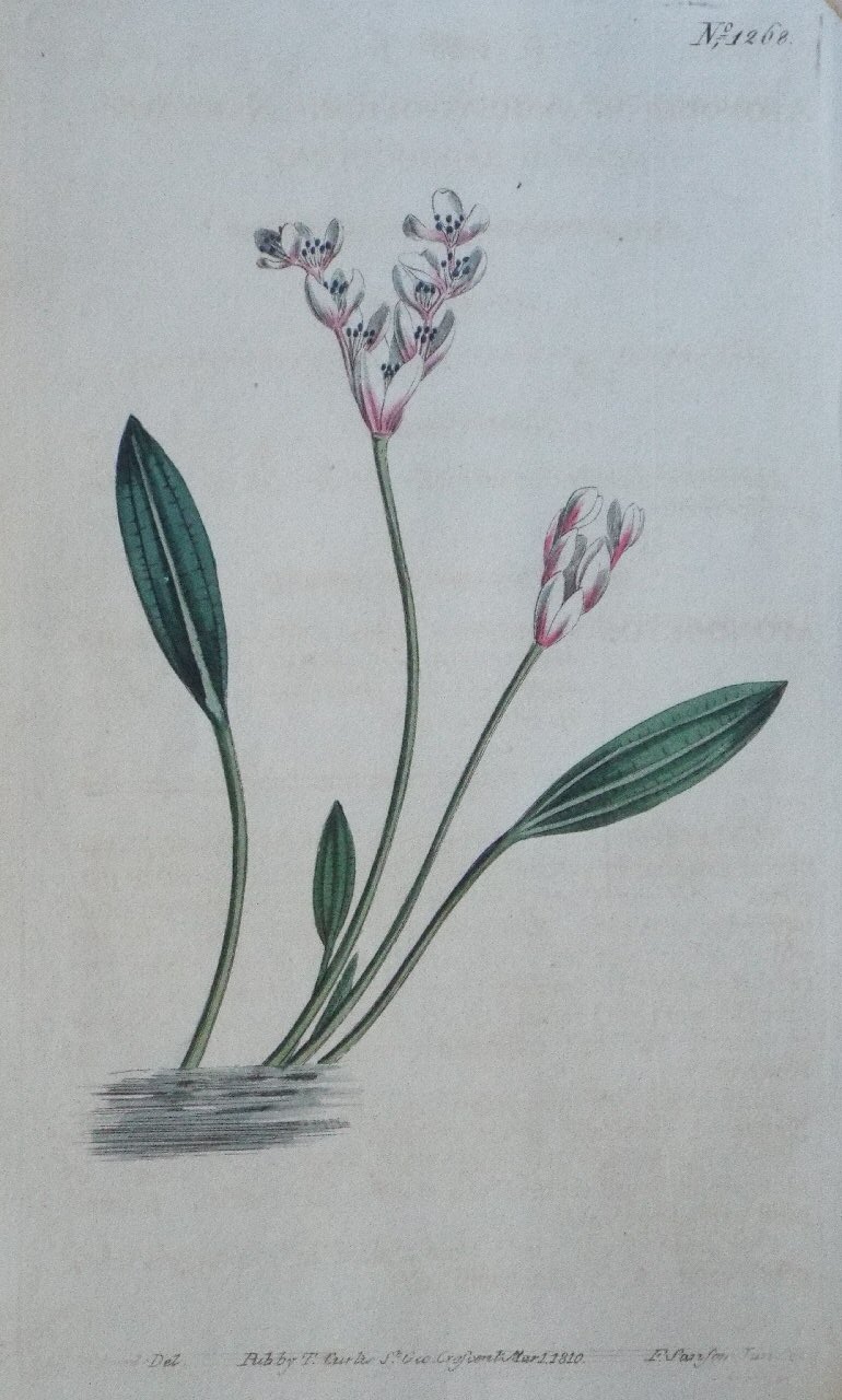 Print - No. 1268 (Aponogeton Angusifolium. Narrow-leaved Aponogeton.) - Sansom